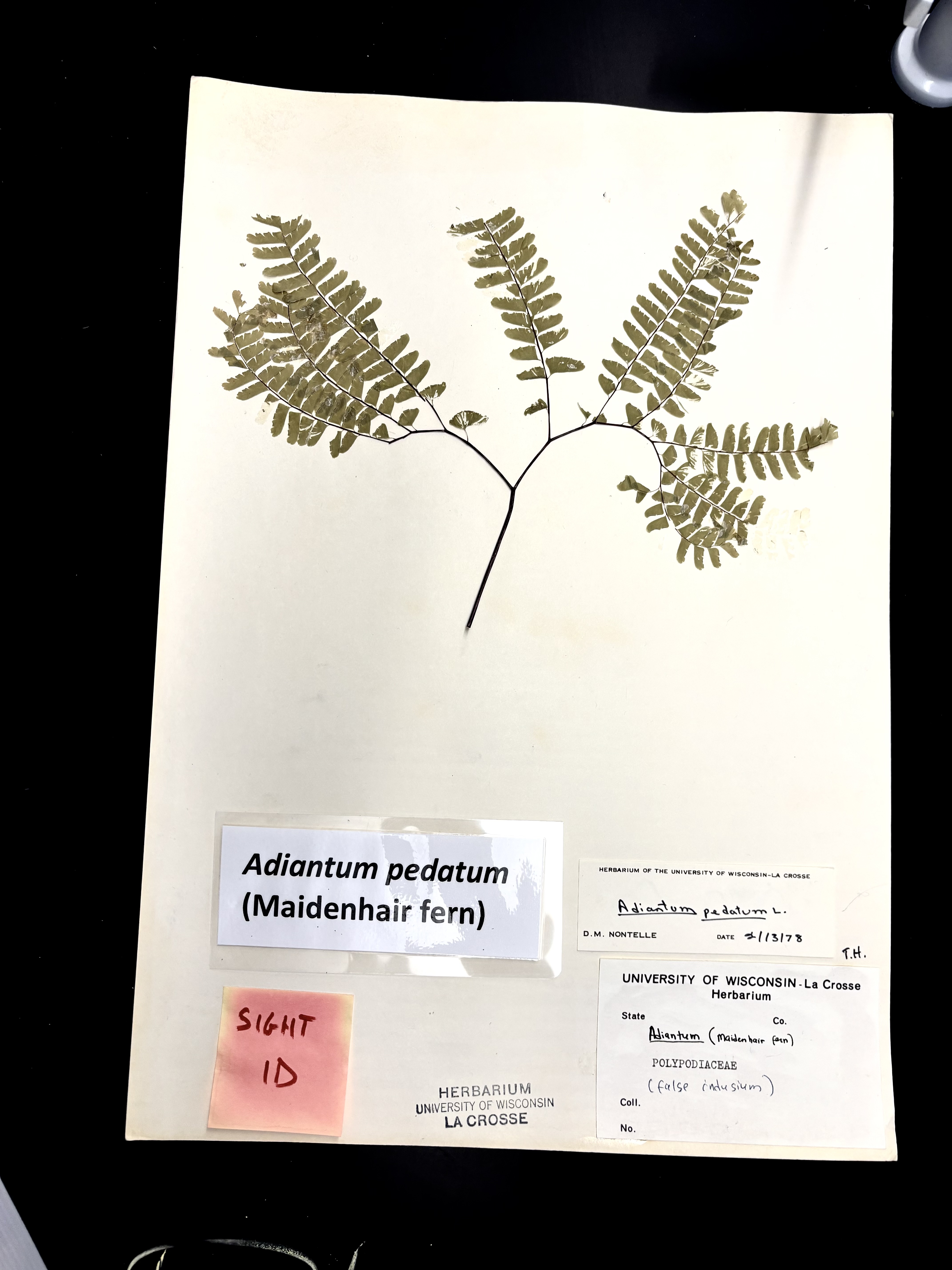 <p>Maidenhair fern</p>