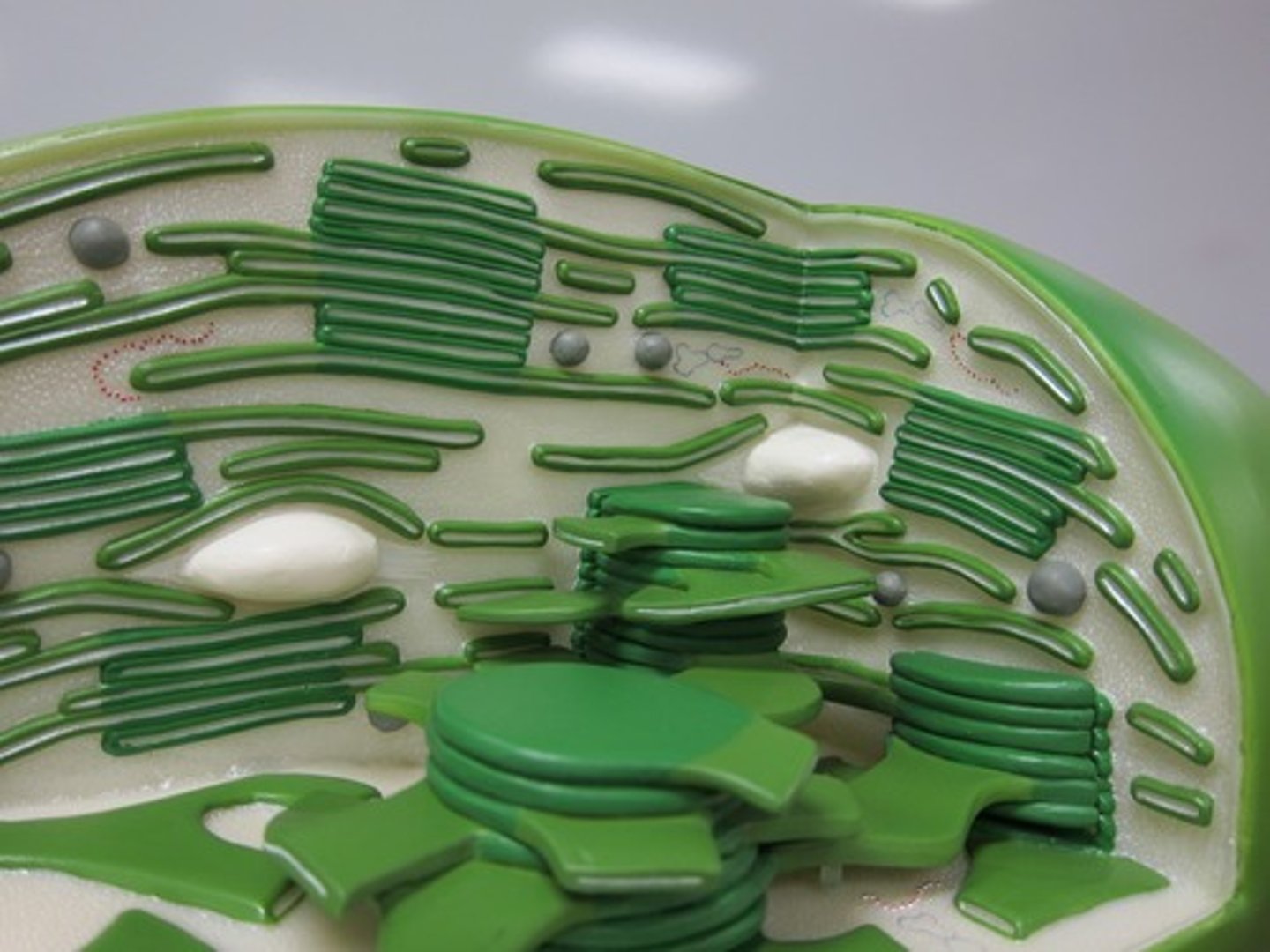 <p>ribosomes,starch grain, granum, stroma, lamella, thylakoid disk, inner membrane, outer membrane.</p>