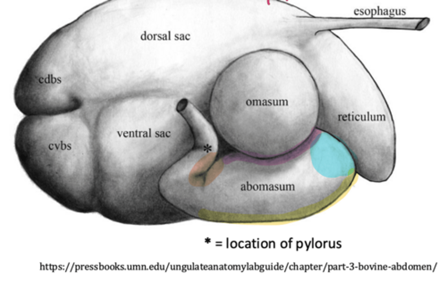 <p>what part of the abomasum is indicated by the star</p>