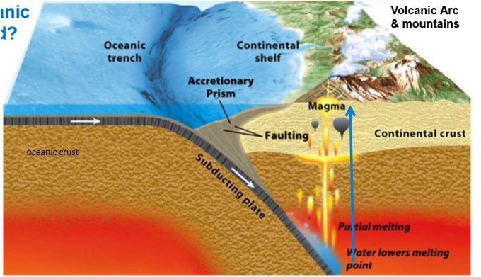 <ul><li><p><strong>ocean </strong>always s<strong>ubducts under continental</strong></p></li><li><p><strong>forms deep trench</strong></p></li><li><p>leading <strong>edge of continental</strong> crust get <strong>composed and deformed = mountains&nbsp;and volcanoes</strong></p></li></ul><p></p>
