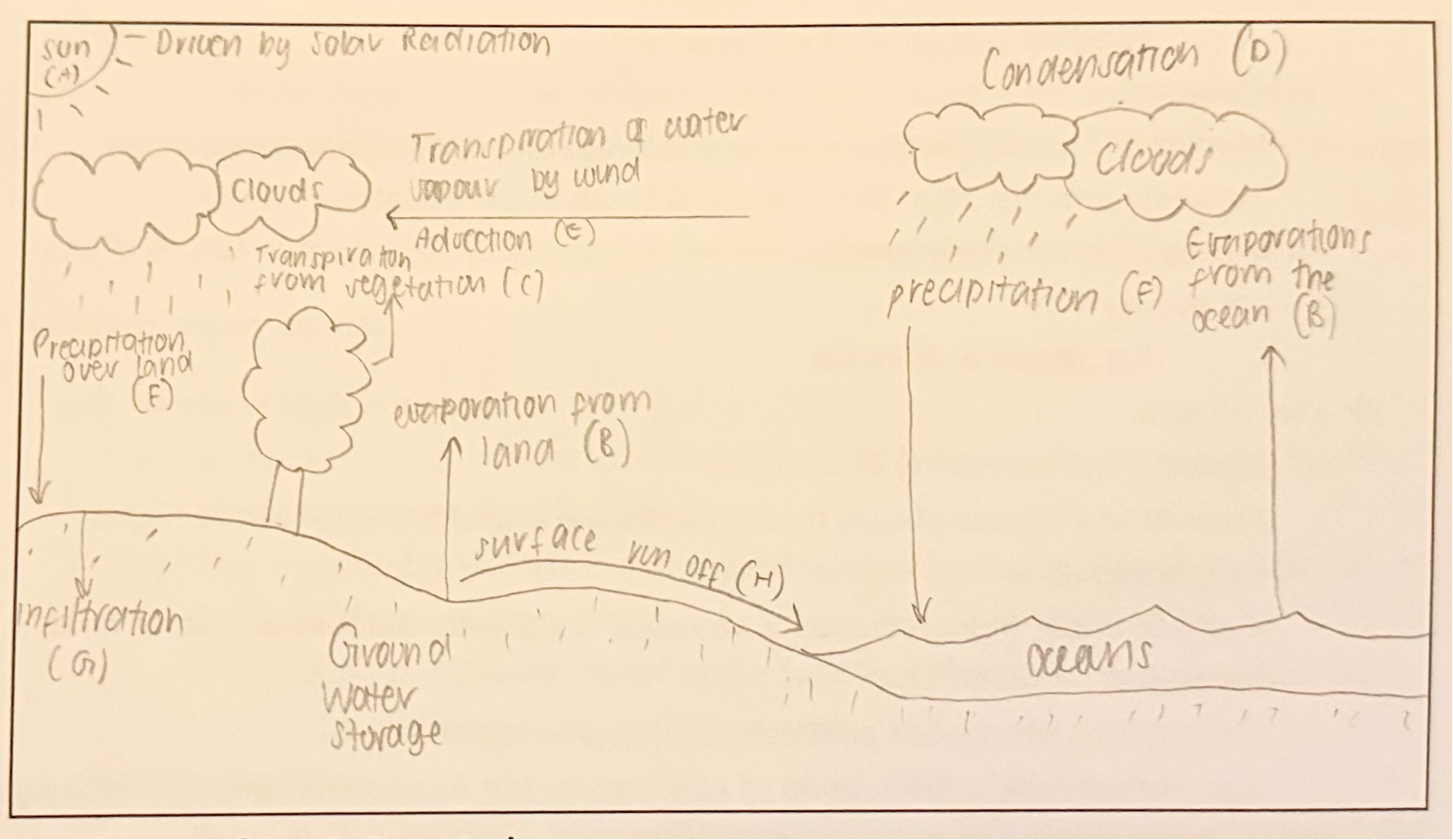 <p><span style="font-family: Calibri, sans-serif"><strong>Hydrological Cycle: </strong></span>The continuous movement of water through Earth’s environment in the form of liquid water, water vapour, snow &amp; ice.</p><p></p><p><span style="font-family: Calibri, sans-serif"><strong>Key Elements (How it Operates):</strong></span></p><p class="MsoListParagraphCxSpFirst">→ <span style="font-family: Calibri, sans-serif">Closed system &amp; a continuous cycle of water (liquid, gas &amp; solid) throughout all of Earth’s spheres.</span></p><p class="MsoListParagraphCxSpMiddle">→ <span style="font-family: Calibri, sans-serif">The driving force or energy input of the cycle is the sun.</span></p><p class="MsoListParagraphCxSpMiddle">è<span style="font-size: 7pt; font-family: &quot;Times New Roman&quot;"> </span><span style="font-family: Calibri, sans-serif">Globally approximately 97% of the Earth’s water is held in oceans, the remaining 3% is freshwater.</span></p><ul><li><p class="MsoListParagraphCxSpLast"><span style="font-family: Calibri, sans-serif">Of this freshwater, 2% is held in icecaps &amp; glaciers &amp; the remaining 1% is distributed in lakes, swamps, rivers &amp; reservoirs.</span></p></li></ul><p class="MsoNormal"><span style="font-family: Calibri, sans-serif"><strong>Processes Involved in the Uptake of Water: <em>P1 of Extended response</em></strong></span></p><p class="MsoListParagraphCxSpFirst">→ <span style="font-family: Calibri, sans-serif">Solar energy powers the process of evaporation whereby water mainly in oceans, as well as rivers &amp;lakes is converted from a liquid to a gas state (<strong><em>i.e., water vapour</em></strong>) &amp; enters the → Plants also add to the uptake of water vapour into the atmosphere through the process of transpiration.</span></p><ul><li><p class="MsoListParagraphCxSpMiddle"><span style="font-family: Calibri, sans-serif">Solar input results in moisture loss from the stomata (pores) in the plant’s leaves.</span></p></li></ul><p class="MsoListParagraphCxSpLast">→ <strong><em>E.g., Up to 50% of the rain that falls in a tropical rainforest is created by the combined processes of evaporation (evaporation of soil moisture &amp; transpiration from plants).</em></strong></p><p class="MsoListParagraphCxSpLast"></p><p class="MsoNormal"><span style="font-family: Calibri, sans-serif"><strong>Processes Involved in Water being held in the Atmosphere: <em>P2 of Extended Response</em></strong></span></p><p class="MsoListParagraphCxSpFirst">→ <span style="font-size: 7pt; font-family: &quot;Times New Roman&quot;"> </span><span style="font-family: Calibri, sans-serif">As water vapour is taken into the atmosphere it cools &amp; turns back into tiny droplets of liquid water through the process of condensation.</span></p><ul><li><p class="MsoListParagraphCxSpMiddle"><span style="font-family: Calibri, sans-serif">Where molecules can combine with particular matter such as in the atmosphere to form clouds.</span></p></li></ul><p class="MsoListParagraphCxSpMiddle">→ <span style="font-family: Calibri, sans-serif">Through the process of advection moisture can be transported through wind.</span></p><p class="MsoListParagraphCxSpMiddle">→ <span style="font-family: Calibri, sans-serif">Eventually water droplets become too heavy &amp; precipitation occurs in the form of rainfall, sleet, hail or snow.</span></p><p class="MsoListParagraphCxSpMiddle">→ <span style="font-family: Calibri, sans-serif">After evaporating the resident time in the atmosphere for a water molecule is about 10 days before condensing &amp; falling to the Earth as precipitation</span></p><p class="MsoListParagraphCxSpLast">→ <span style="font-family: Calibri, sans-serif">In equatorial regions these processes can occur daily due to warm rising air, resulting gin cloud cover &amp; thunderstorms</span></p><p class="MsoNormal"></p><p class="MsoNormal"><span style="font-family: Calibri, sans-serif"><strong>Processes Involved in Water on Land: <em>P3 of Extended Response</em></strong></span></p><p class="MsoListParagraphCxSpFirst">→ <span style="font-family: Calibri, sans-serif">When water falls back to Earth it can percolate through the soil profile through the process of infiltration.</span></p><p class="MsoListParagraphCxSpMiddle">→ <span style="font-size: 7pt; font-family: &quot;Times New Roman&quot;"> </span><span style="font-family: Calibri, sans-serif">It then collects in underground aquifers &amp; works to recharge groundwater supplies.</span></p><p class="MsoListParagraphCxSpLast">→ <span style="font-family: Calibri, sans-serif">If it doesn’t enter the soil, it can become surface runoff where the water flows across land to recharge rivers, streams, lakes &amp; oceans.</span></p><p><span style="font-family: Calibri, sans-serif">Overtime surface &amp; ground water will be evaporated to continue the cycle</span></p>
