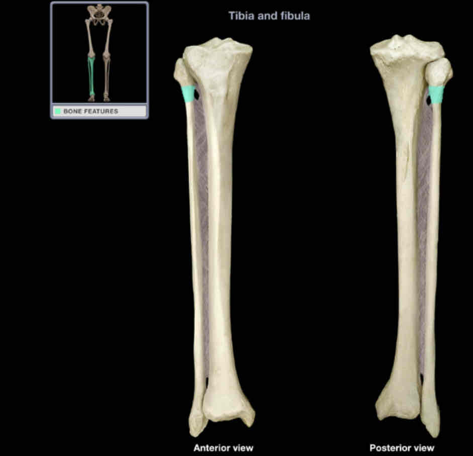 <p>Neck of fibula</p>