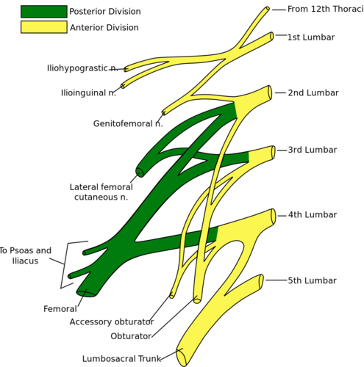 <p>Made up of nerves from T12-L4. Innervates the skin and muscles of the abdominal wall, thigh, and external genitalia. Also innervates anterior thigh muscles and some of the skin distal to the inguinal ligament.</p>