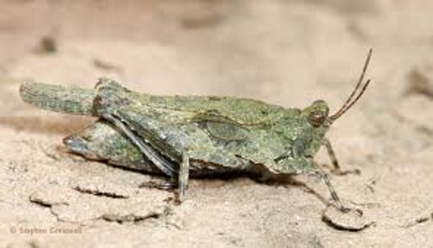 <p>&lt;20 mm, often smaller</p><p>pronotum is highly elongated, tapered, usually covers abdomen</p><p>tegmina (forewings) small, padlike, sometimes absent, may be exposed or covered by pronotum</p><p>front and middle tarsi with 2 segments, hind tarsi with 3 segments (formula 2-2-3)</p><p>hind tibiae expanded (for swimming!) in some species</p><p>a single species can have short-winged and long-winged forms, or lack wings altogether--these forms may appear quite different</p><p>auditory and stridulatory organs absent</p>
