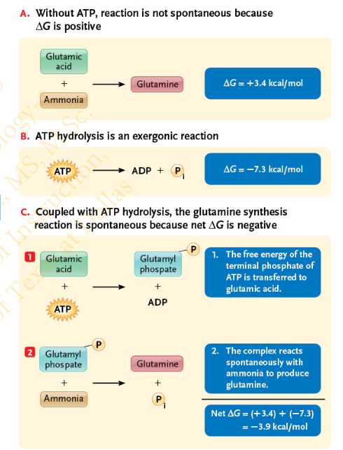 <p>Energy coupling requires an enzyme with a specific site that binds both ATP and the reactant molecule to bring the ATP and reactant molecule into close association</p>