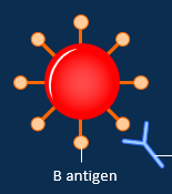 <ul><li><p>B antigens on its surface</p></li><li><p>anti-A antibodies in the blood</p></li></ul><p></p>
