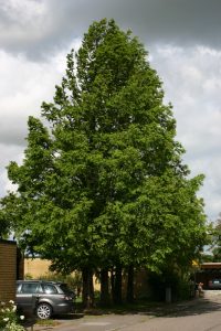 Metasequoia glyptostroboides h:20 b:10