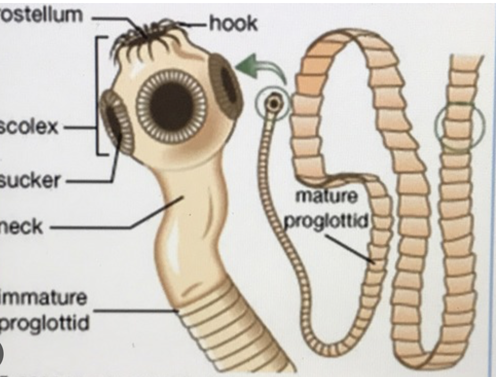 <ul><li><p>phylum platyhelminthes</p></li><li><p>parasitic </p></li><li><p>scolex (suckers w/ hooks) </p></li></ul><p></p>