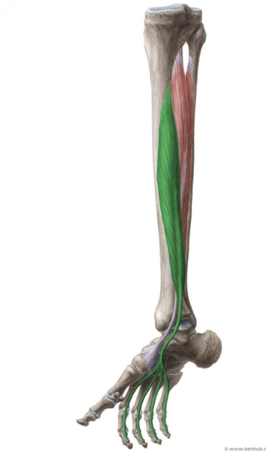 <p>MUSCLE:</p><p>ORIGIN:</p><p>INSERTION:</p><p>NERVE:</p><p>ACTION:</p>