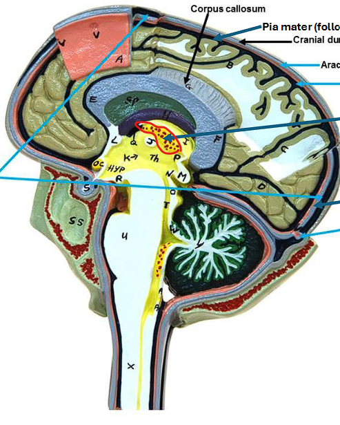 <p>FUNCTION - makes/forms the cerebrospinal fluid (CSF) </p>