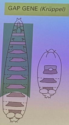 <p>large segments where the middle of the embryo is gone. i.e. kruppel and hunchback</p>