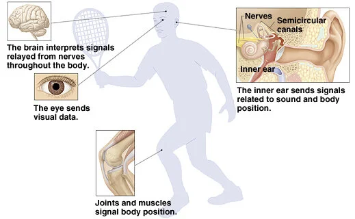 <p>reliance on the brain integrating sensory information from the vestibular system (detection of head motion and position), proprioception (information about posture &amp; muscles &amp; joints) and the visual system (spatial orientation relative to environment); integration used to generate motor outputs that adjust posture and eye movements to maintain stability</p>