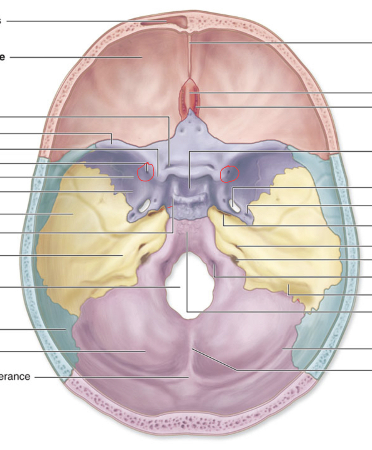 knowt flashcard image