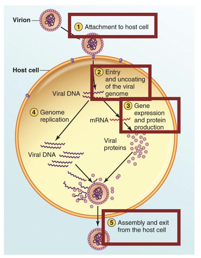 <ul><li><p><em>Briefly, a virus must</em></p><ul><li><p>Stick to a host cell (<strong><em>adhere</em></strong>)</p></li><li><p>Get into the cell (<strong><em>penetrate</em></strong>) and release its genome (<strong><em>uncoat</em></strong>)</p></li><li><p>Express its genes to make proteins (<strong><em>synthesis</em></strong>)</p></li><li><p>Replicate its genome (<strong><em>synthesis</em></strong>)</p></li><li><p>Put everything together (<strong><em>assembly</em></strong>) and get the new virus particles out (<strong><em>exit</em></strong>)</p></li></ul></li></ul><p></p>