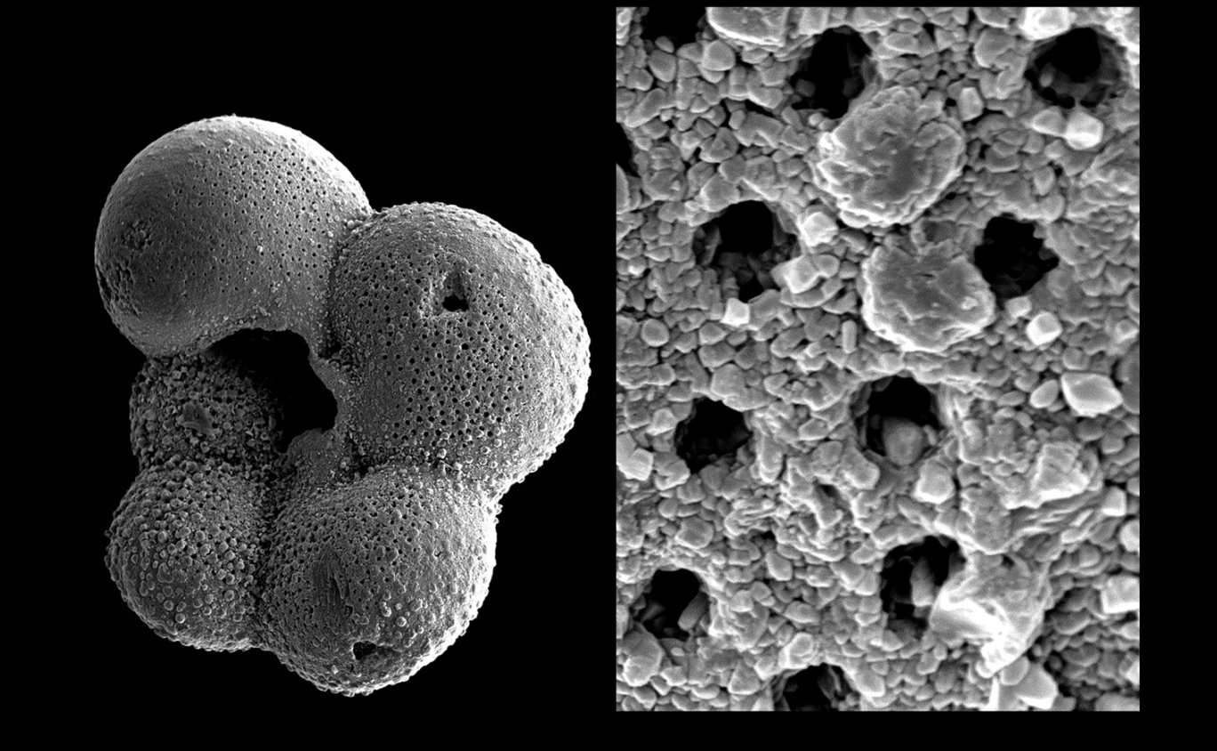 <p>Recrystalization </p><p>The most frequent recrystallization is that in which ARAGONITE is transformed into CALCITE; this process is also referred to as CALCIFICATION </p>