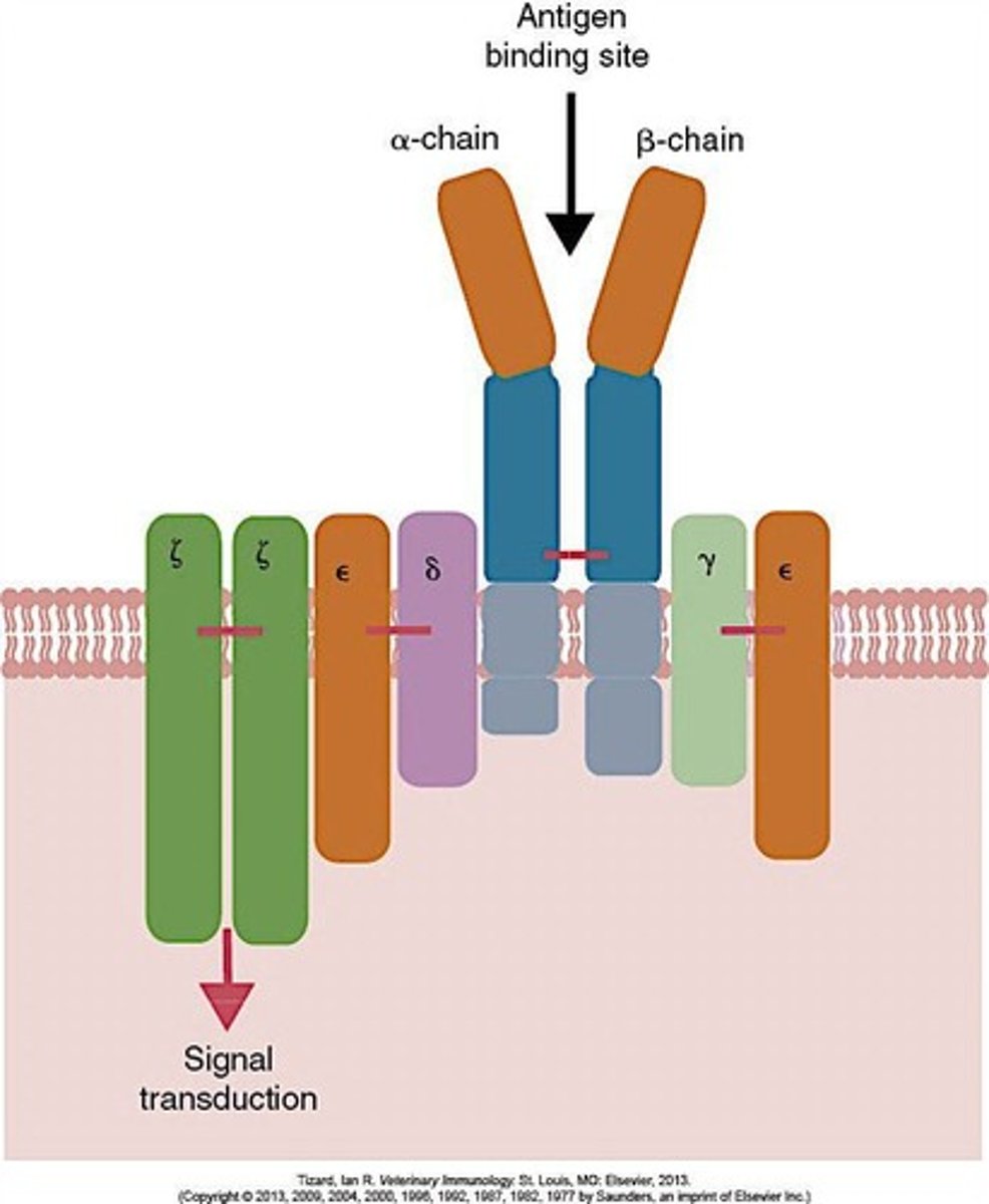 <p>The TCR/CD3 complex is crucial for signal transduction and activation of T cells upon antigen recognition.</p>