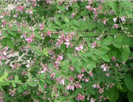 <p>This legume is consumed by white-tailed deer and a great seed producer. Hint: Stipules at the base of the leaf petiole only and underside of leaves are much lighter than the top. </p><p>True or False</p>