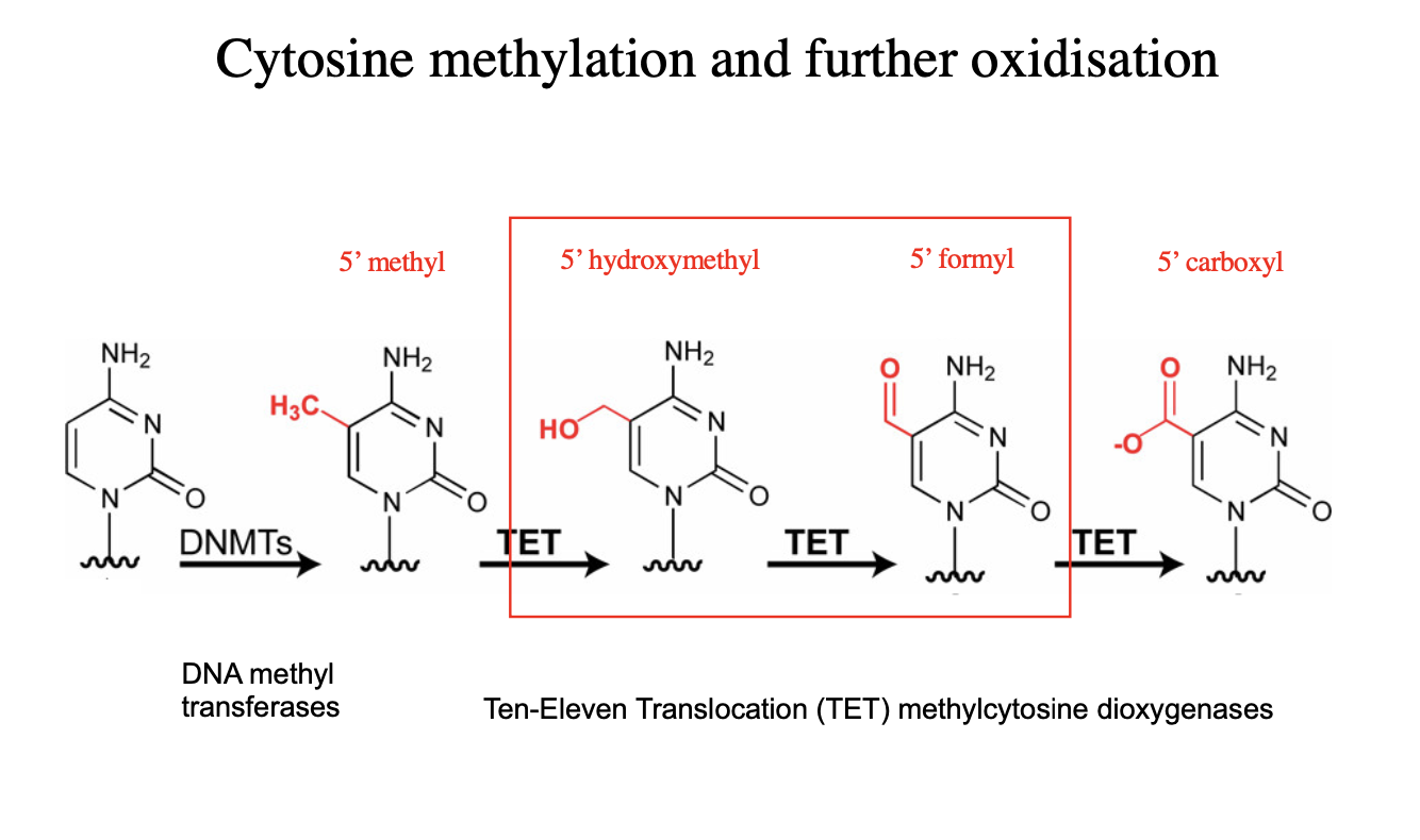 <ol><li><p>May form G quadruplex strucutres</p></li><li><p>May contain modified bases</p><ul><li><p>methylated</p></li><li><p>hydroxymethylated cytosines</p></li></ul></li></ol><p></p>