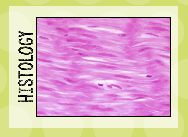 Histology Muscle & Nervous Tissue Flashcards Knowt