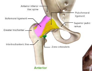 <p>anterior capsular ligaments so iliofemoral and pubofemoral are visible</p>