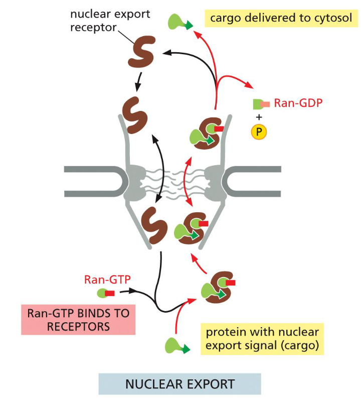 <ol><li><p>Nuclear export receptor</p><ul><li><p>binds Ran-GTP + cargo in nucleus</p></li></ul></li><li><p>Receptor + cargo + Ran-GTP move to cytosol</p></li><li><p>Ran Binding Protein and Ran-GAP promote:</p><ul><li><p>GTP hydrolysis</p></li><li><p>release of cargo</p></li><li><p>release of export receptor</p></li></ul></li></ol><ol start="4"><li><p>Empty export receptor returns to nucleus</p></li></ol><p></p>