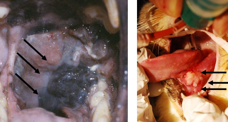 <p>Halitosis</p><p>Difficulty chewing, may favor one side of mouth</p><p>Drop food out of mouth</p><p>Ptylasim - ropey, viscous, often tinged saliva dripping from mouth</p><p>Blood in water bowl</p>