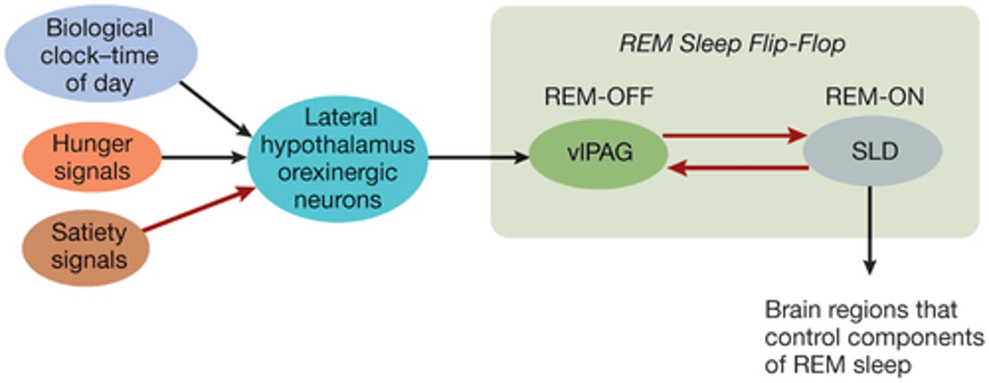 <p>relays dream imagery to cortex.</p>