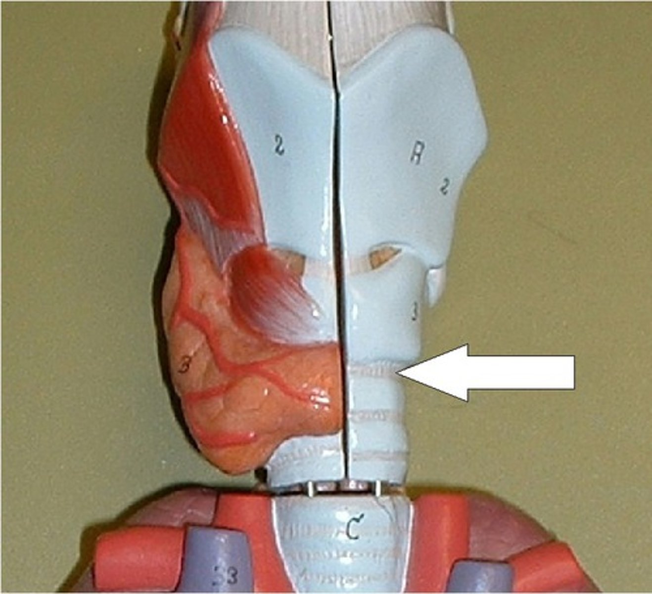<p>connects lower border of cricoid cartilage with upper border of first tracheal ring</p>