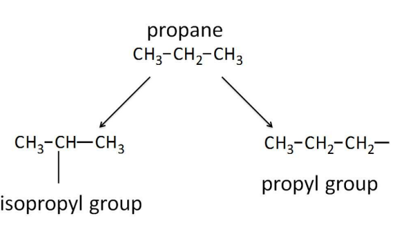 <p>Iso- Alkyl Groups</p>
