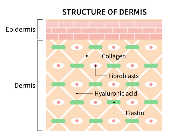 <p>dermis</p>