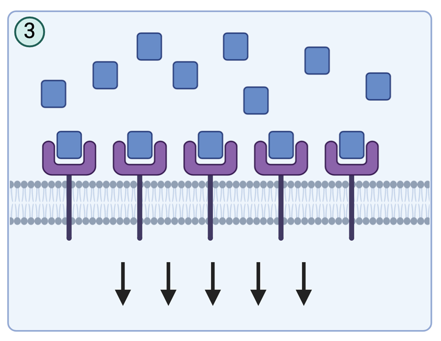 <p>Finally, response is maxed out (full receptor occupancy, maximum biological response)</p><p></p>