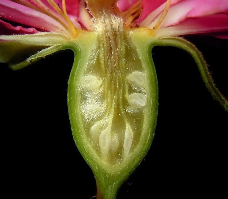 <p>The part of the pistil that contains ovules and develops into fruit after fertilization.</p>