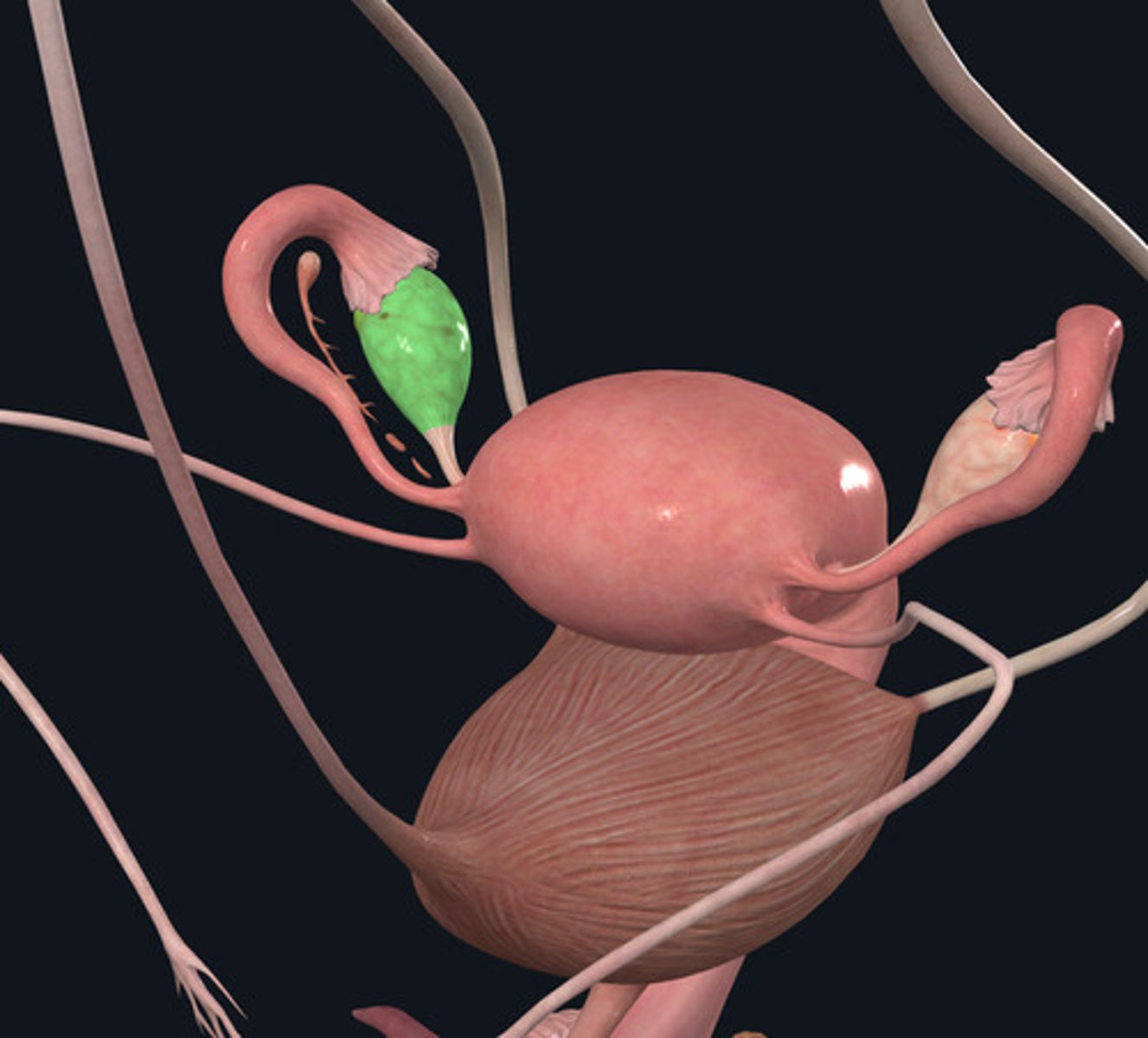 <p>ID Structure Highlighted Green</p>