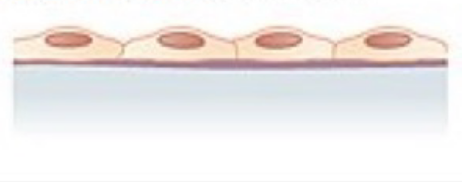 <ul><li><p><strong>Location</strong>: Air sacs of lungs and the lining of the heart, blood vessels, and lymphatic vessels.</p></li><li><p><strong>Function</strong>: Allows materials to pass through by diffusion and filtration, and secretes lubricating substance.</p></li><li><p>**FLAT</p></li></ul><p></p>