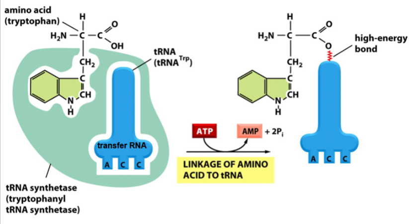 <p>activated intermediates in the formation of a peptide bond</p>