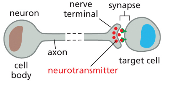 sending message through neurons/synapses and is long distance 
