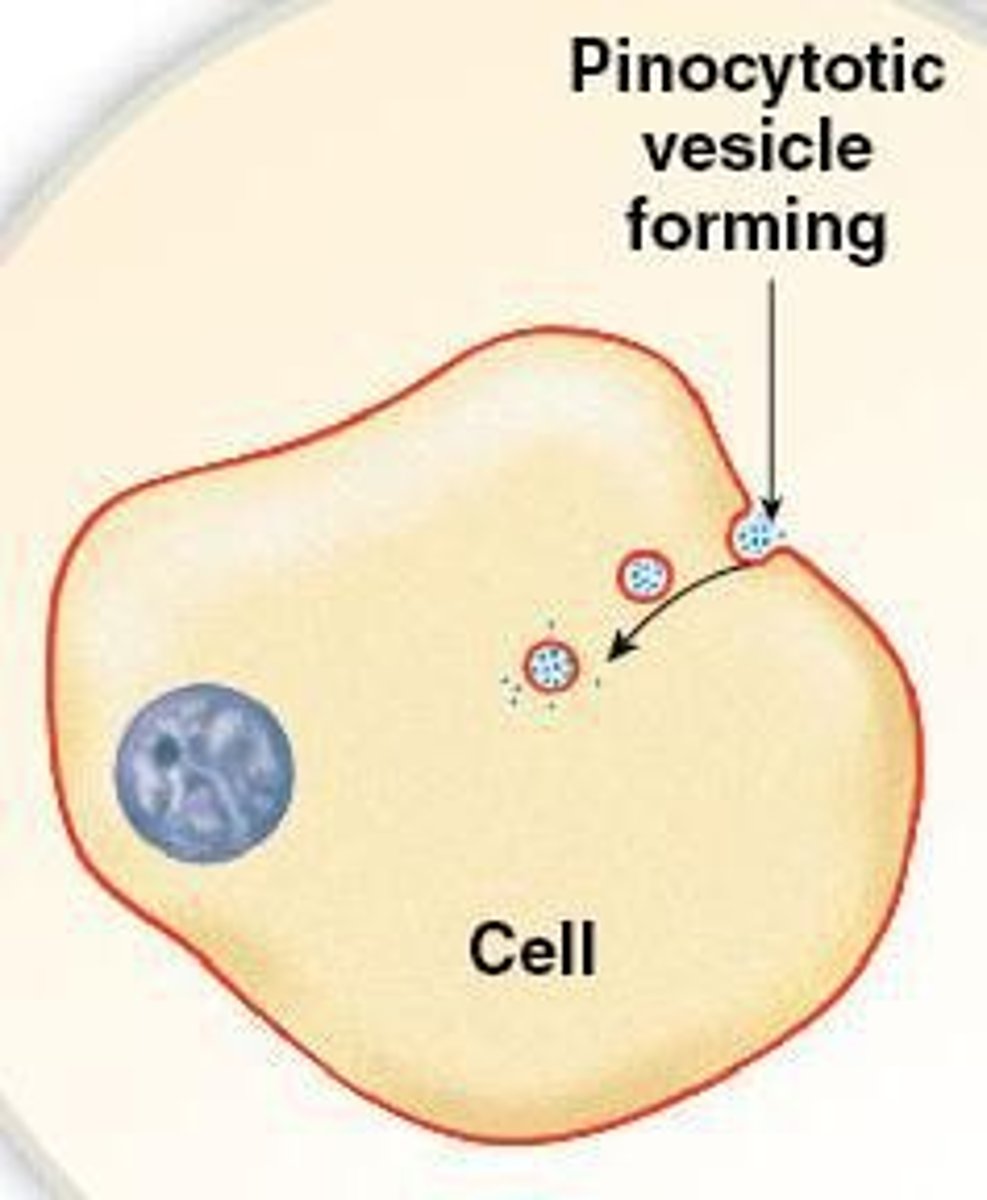 <p>Process by which cells take in molecules, including cell drinking (pinocytosis) and cell eating (phagocytosis).</p>