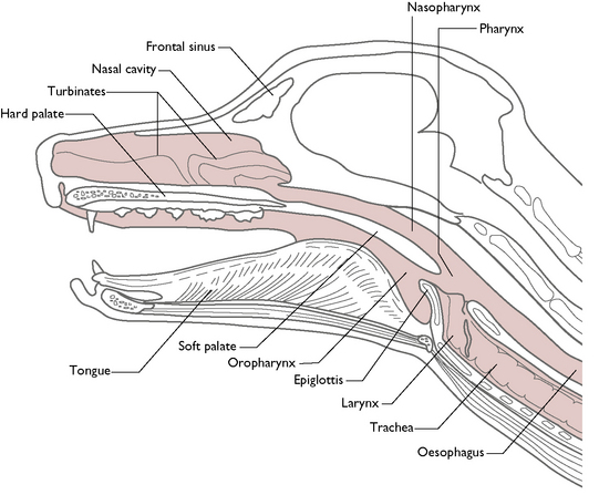 <ul><li><p>oesophagus lies dorsal to larynx</p></li><li><p>trachea lies ventral to oesophagus</p></li><li><p></p></li></ul><p></p>