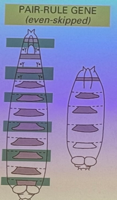 <p>deletion of every-other body segment. i.e. even skipped, where segments 2, 4, 6, 8, etc are missing. other examples are odd-skipped and fushi terazu</p>