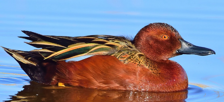 <p>What bird is this? </p>