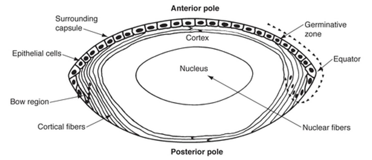 <p>Nucleus</p>
