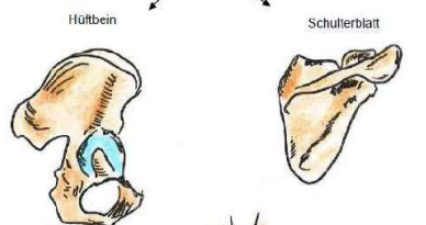 <p>zbsp.: Hüftbein, Schulterblatt </p>