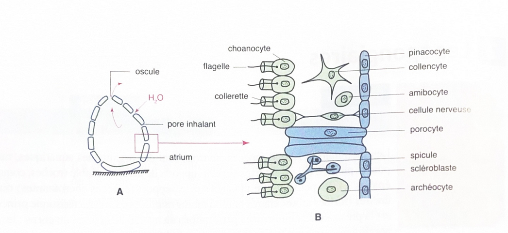 <ul><li><p>organisation le plus simple</p></li><li><p>choanocytes tapissent complétement l’atrium.</p></li><li><p>éponge très petite</p></li></ul>