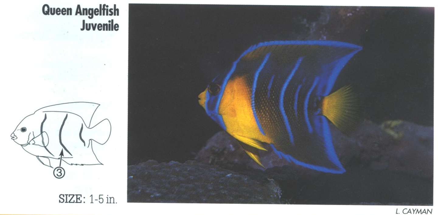<p><span>Juvenile: 3. Second blue body bar is curved.</span></p>