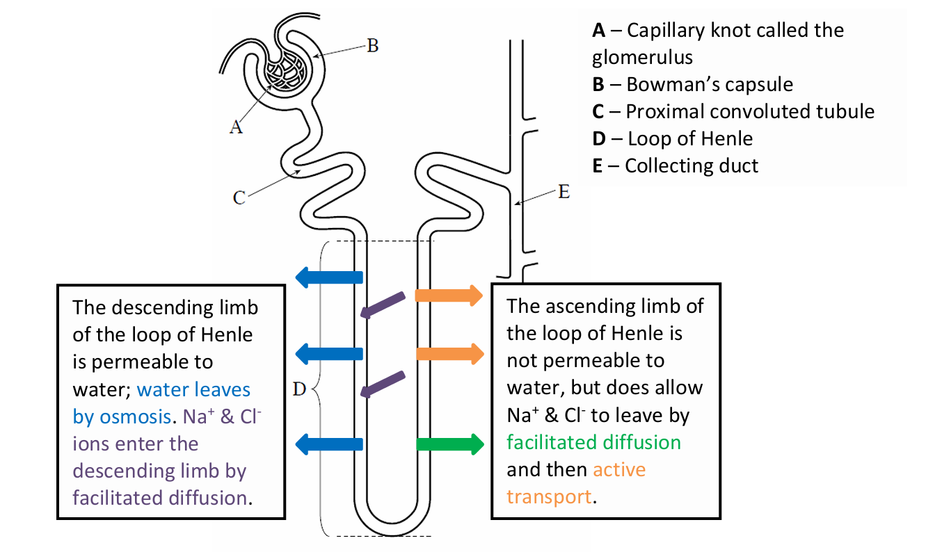 <p>sodium and chloride ions are actively transported out of the filtrate in the tubule to the tissue fluid in the medulla</p>