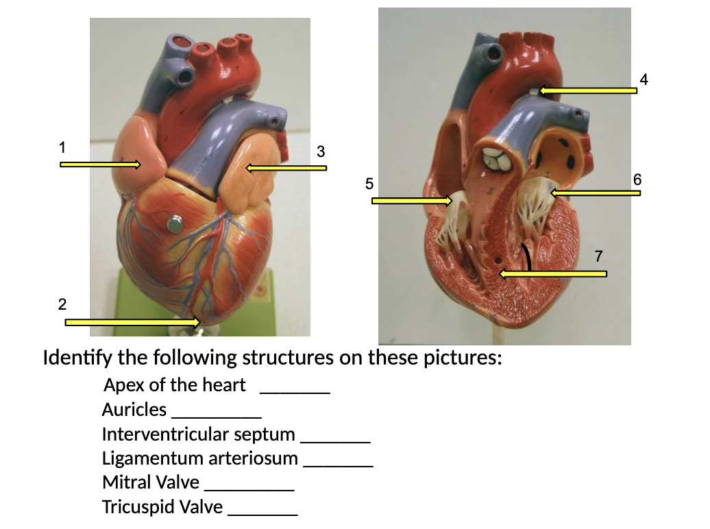 <p>Identify the following structures</p>