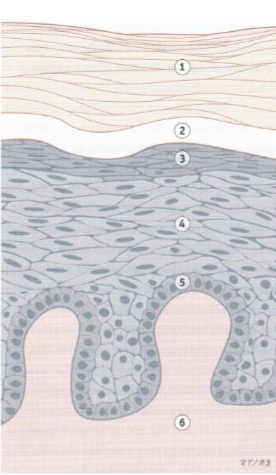 <p>epidermis</p><ol><li><p>stratum corneum</p></li><li><p>stratum lucidum</p></li><li><p>stratum granulosum</p></li><li><p>stratum spinosum</p></li><li><p>stratum basale</p></li></ol><p></p>
