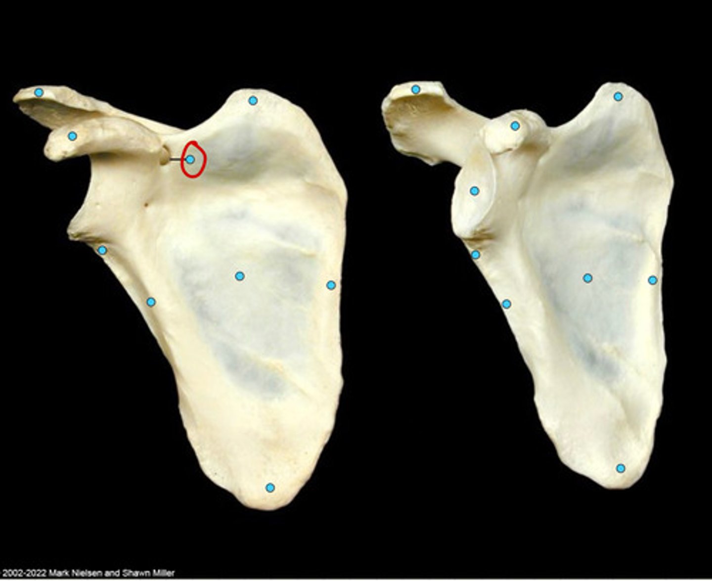 knowt flashcard image