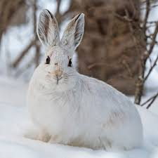 <p>Mammalia, Lagomorpha, Leporidae</p><p>Lepus americanus</p><p></p>
