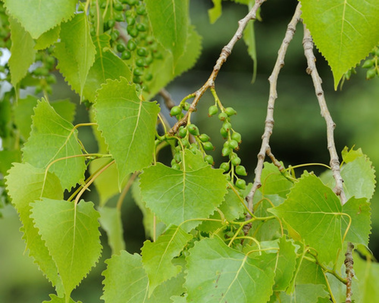 <p>eastern cottonwood</p><p>Family: Salicaceae</p>